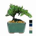 Mini Japanese Juniper Bonsai Tree in 4" Rectangle Ceramic Pot